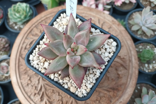Echeveria Baiana