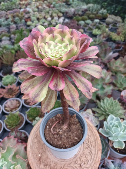 Aeonium fendai