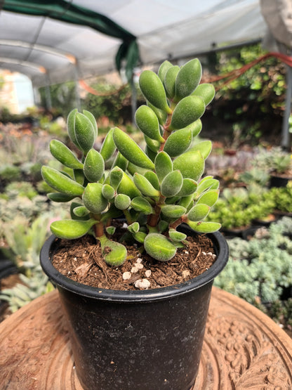 Crassula rogersii