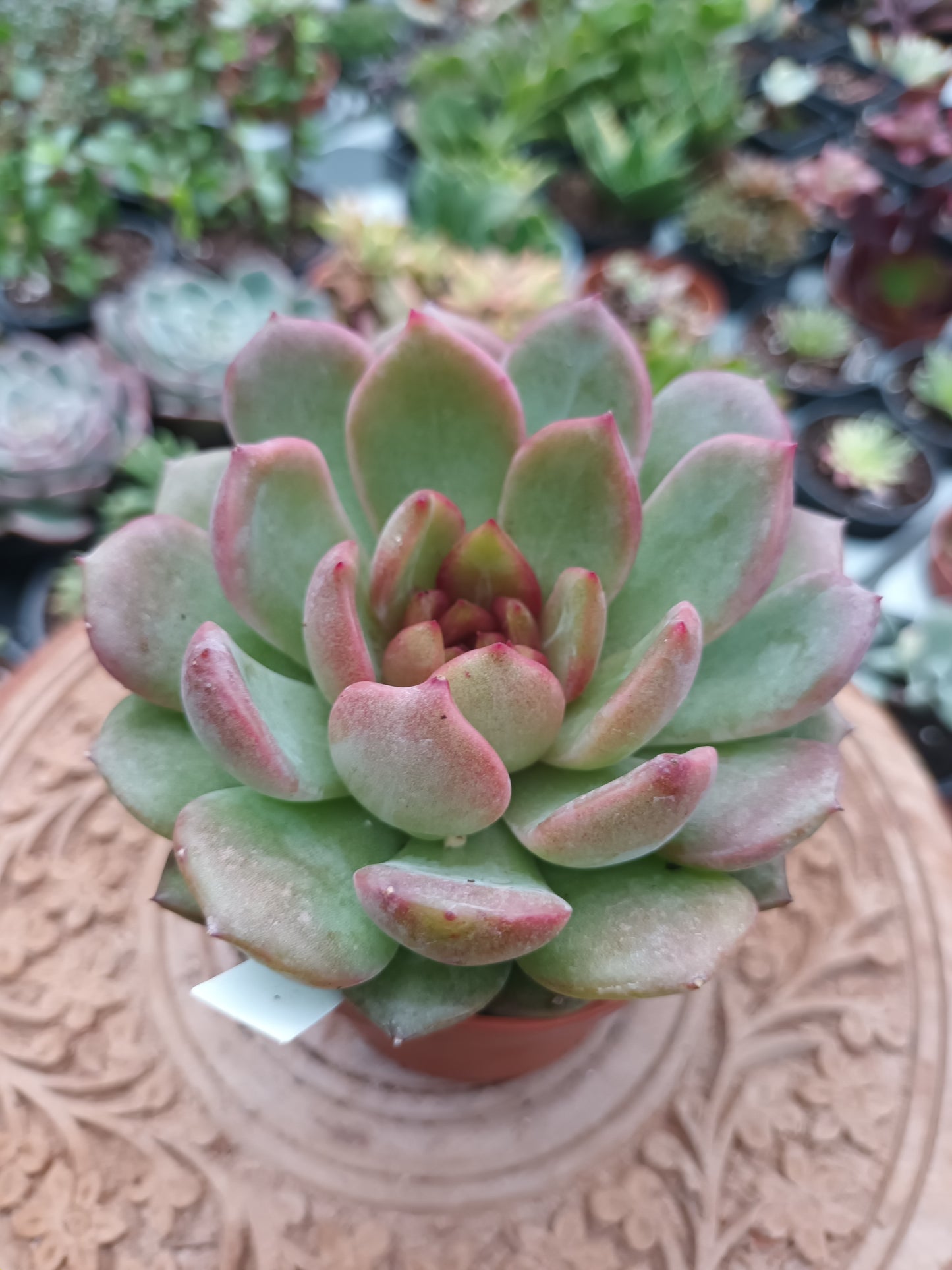 Echeveria Blackberry