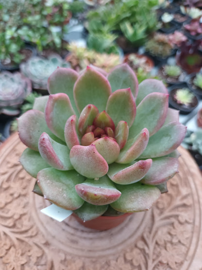 Echeveria Blackberry
