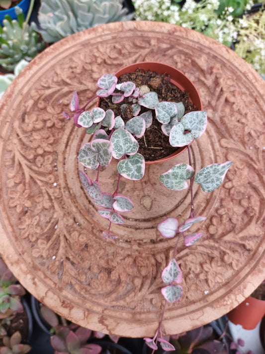 Geropegia woody variegata