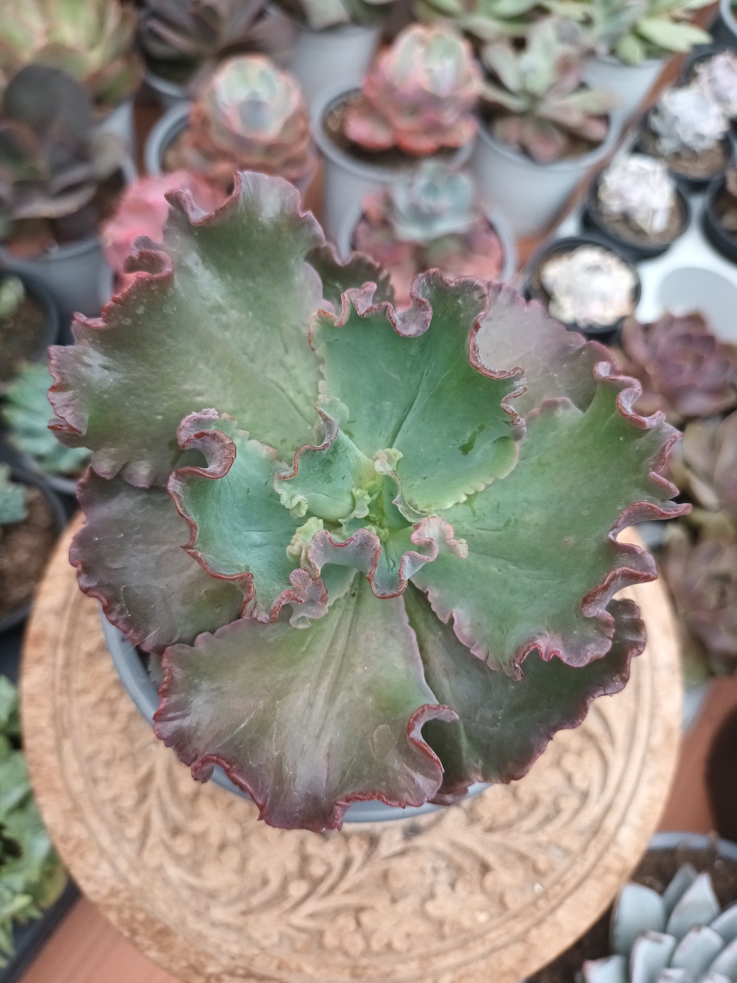 Echeveria Speed Bumps
