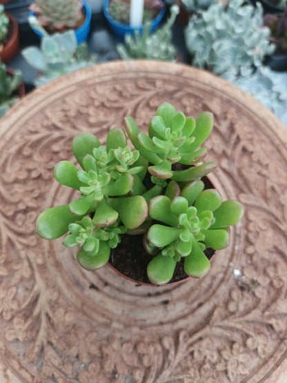 Sedum joyce tulloch