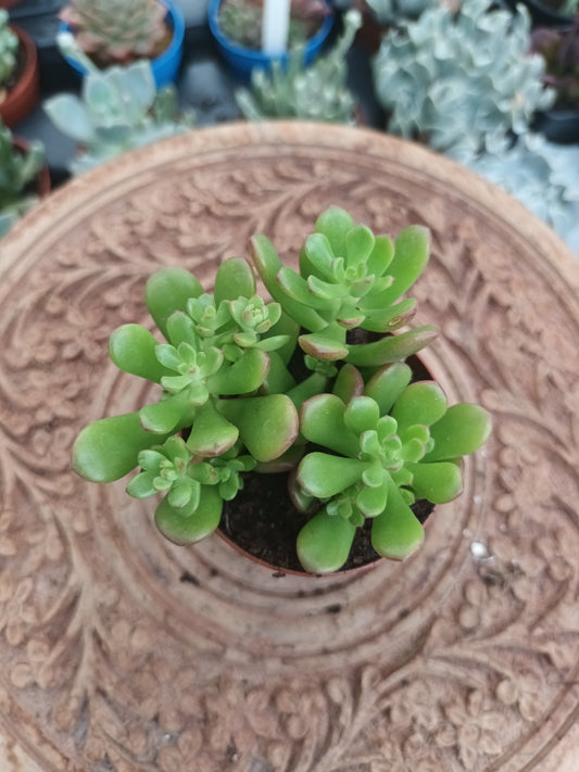 Sedum joyce tulloch