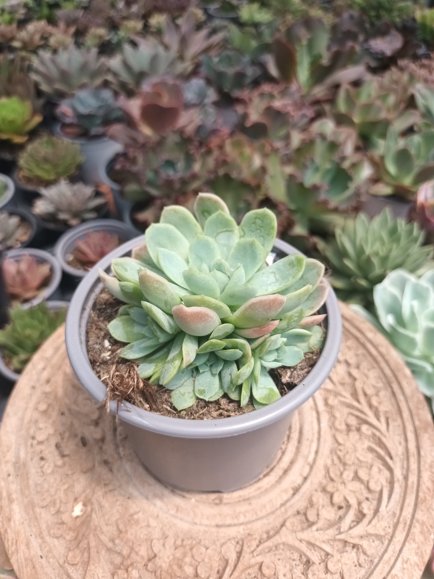 Echeveria Elegans