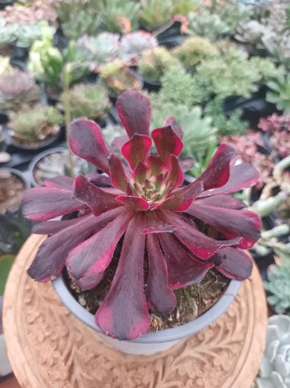 Aeonium sparks