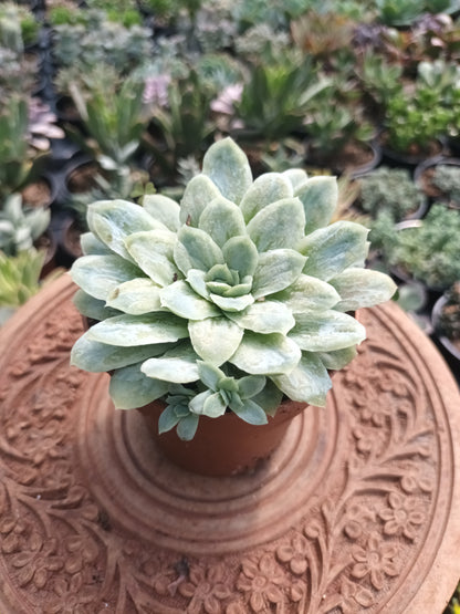 Echeveria elegans monstruosa