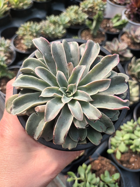 Echeveria fantastic fountain