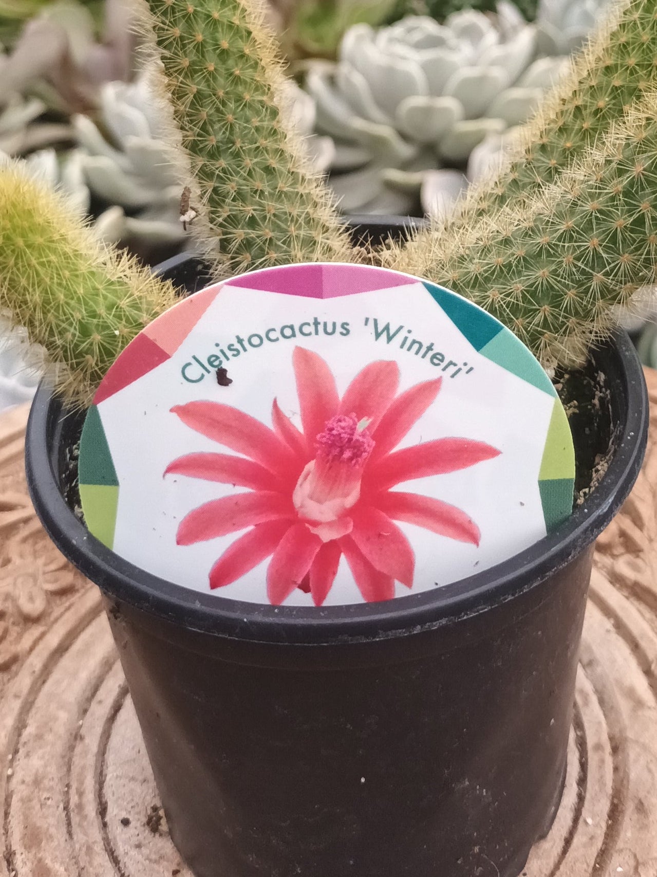 Celeistocactus 'Winteri' o rabo de gato