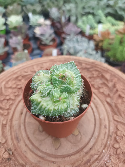 Faucaria tuberculosa monstruosa
