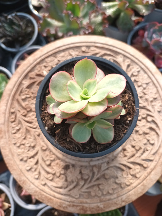 Echeveria Suyon variegata