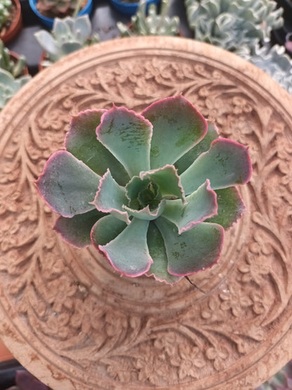 Echeveria Purple Dance