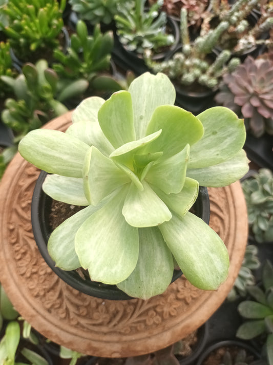 Echeveria mocha variegata