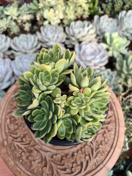 Echeveria Conde Bouquet