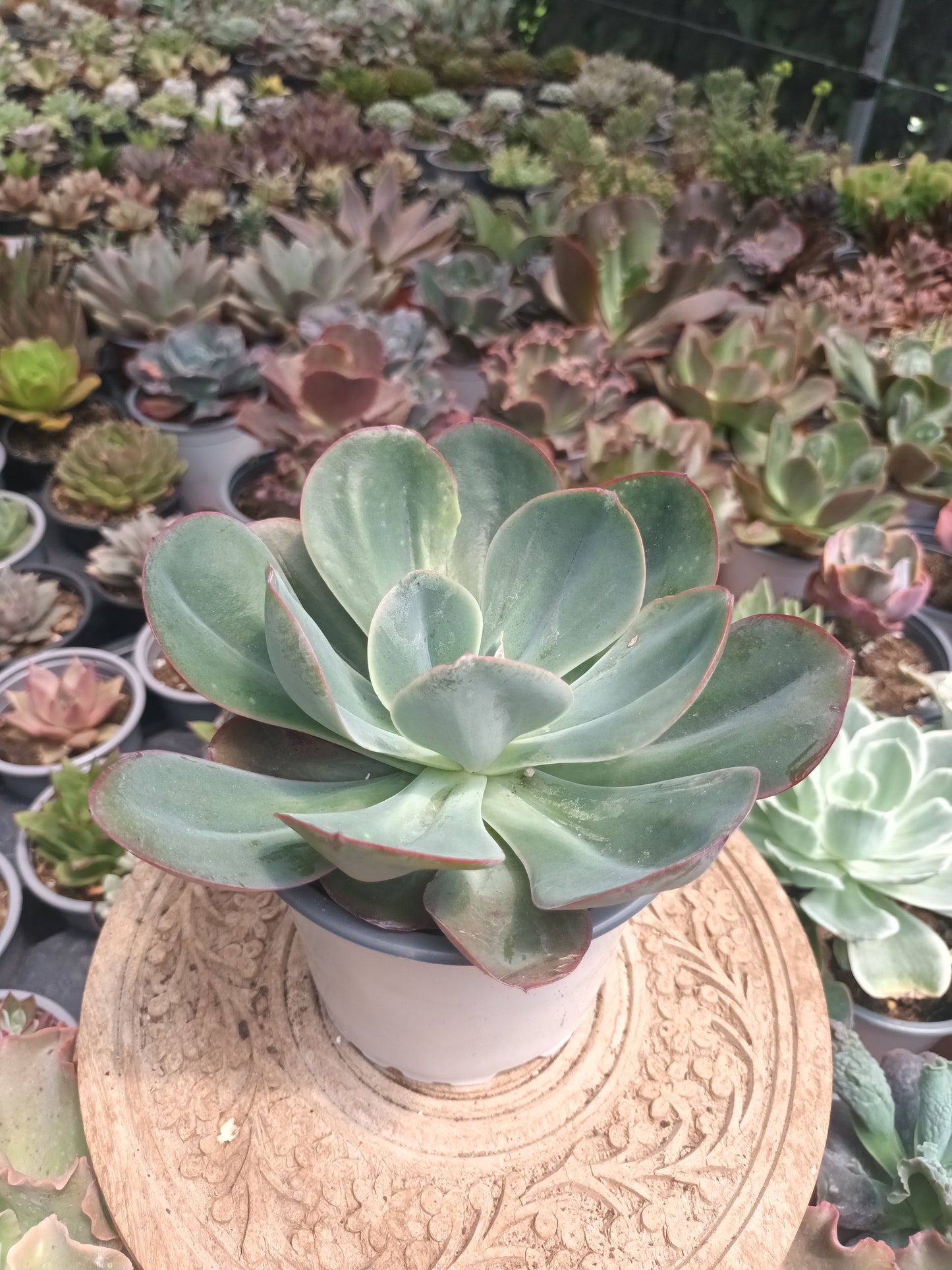 Echeveria green pacific