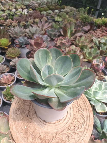 Echeveria green pacific