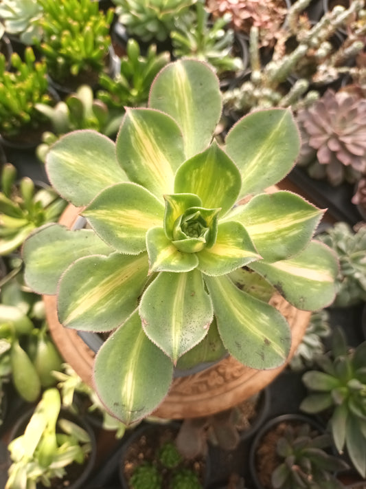 Aeonium starburst  o Aeonium lemon lime