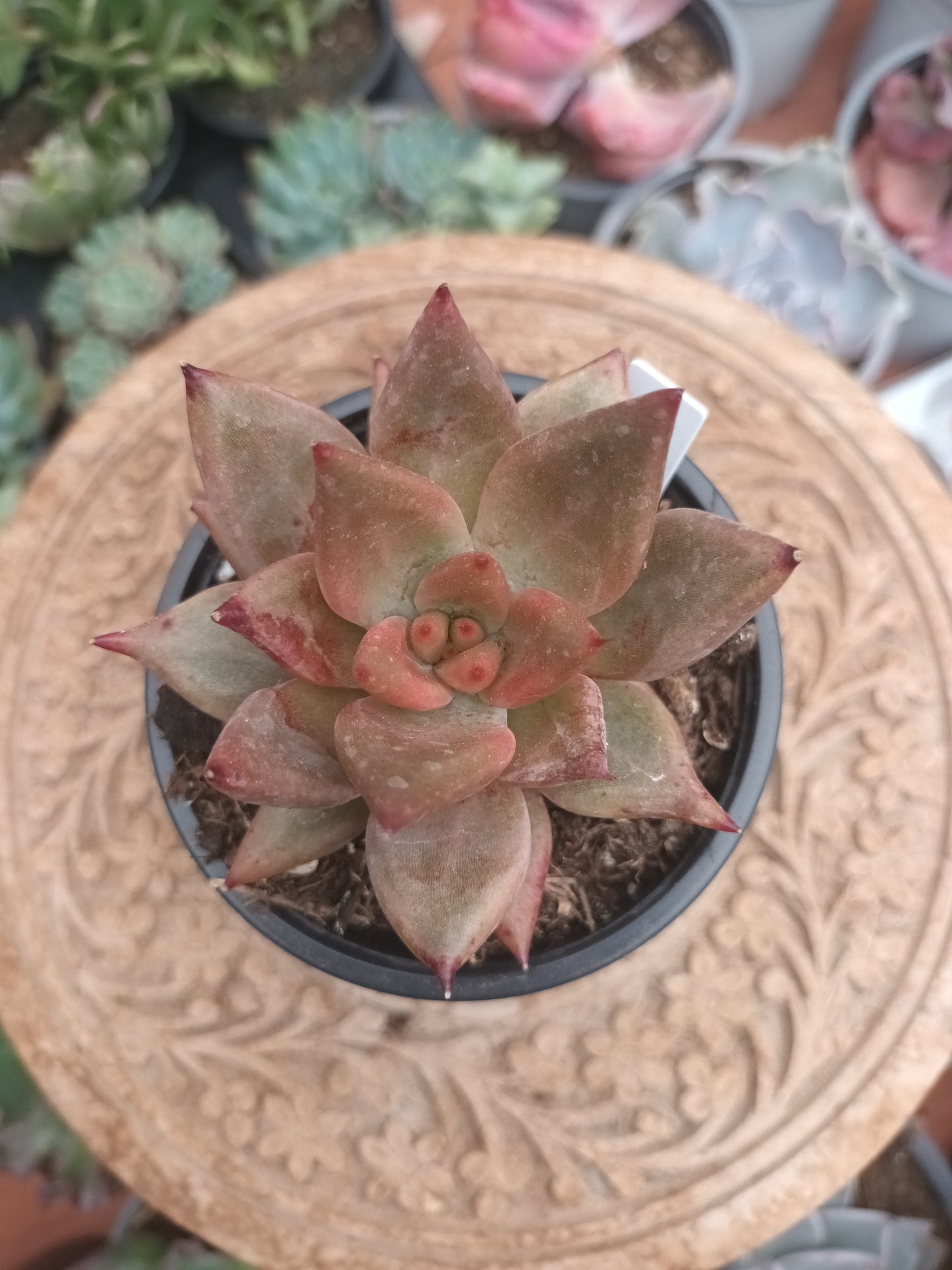 Echeveria Baiana