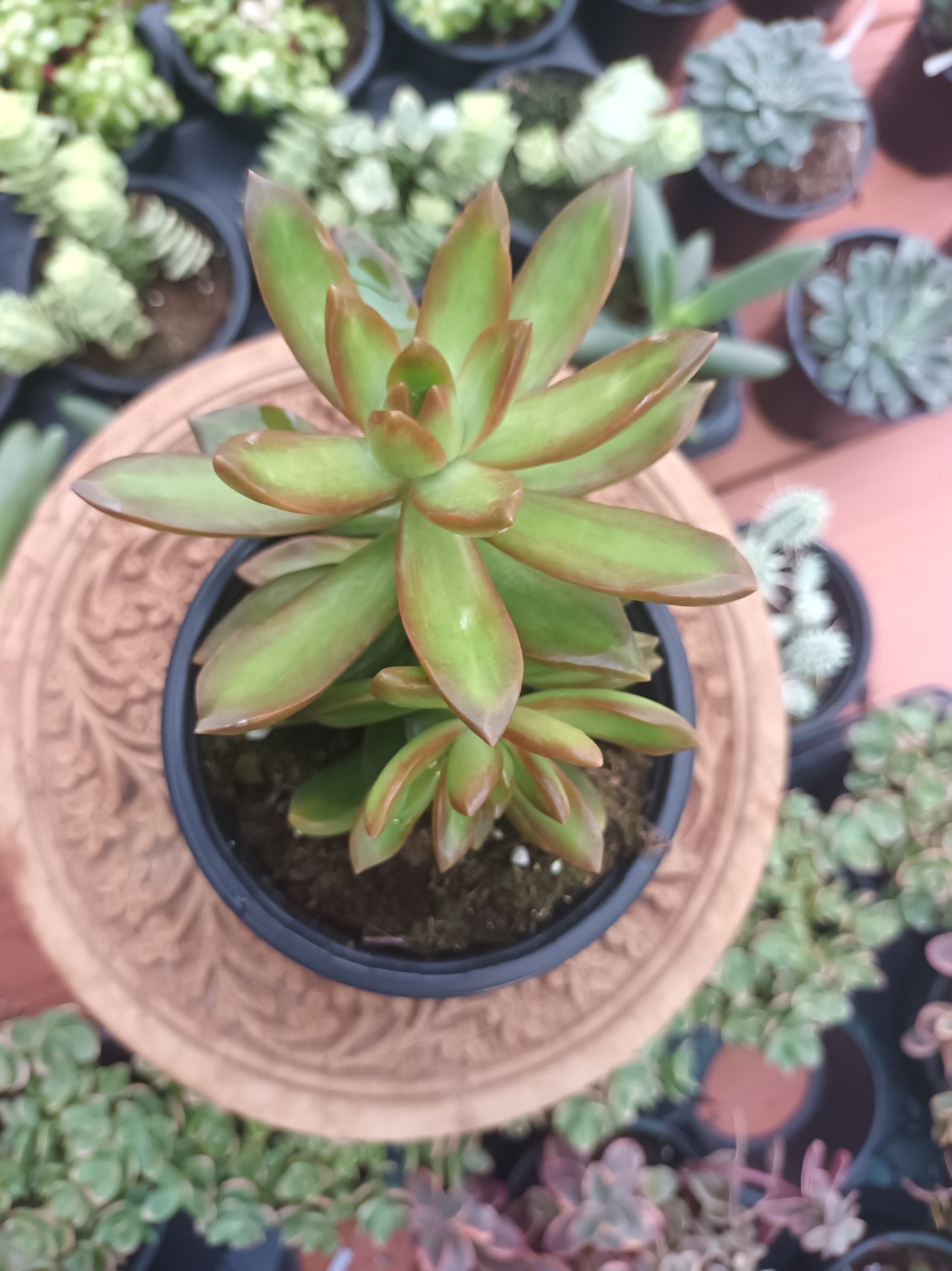 Sedum adolphii 'Orange Delight '