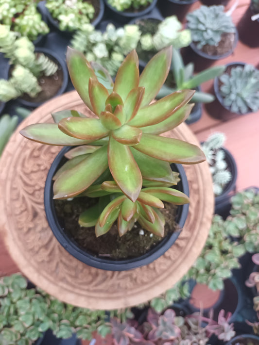 Sedum adolphii 'Orange Delight '