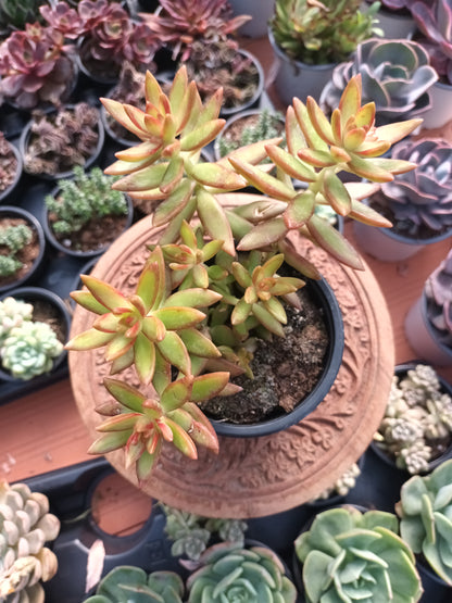 Sedum Nussbaumerianum