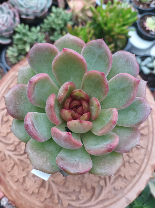 Echeveria Blackberry