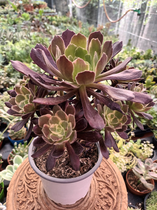 Aeonium Eden