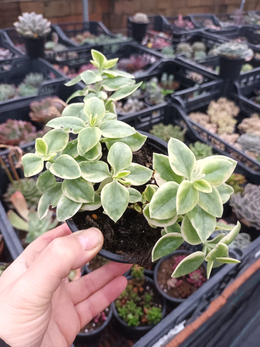 Aptenia cordiflora variegata