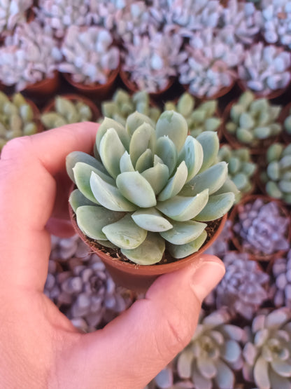 Echeveria Elegans