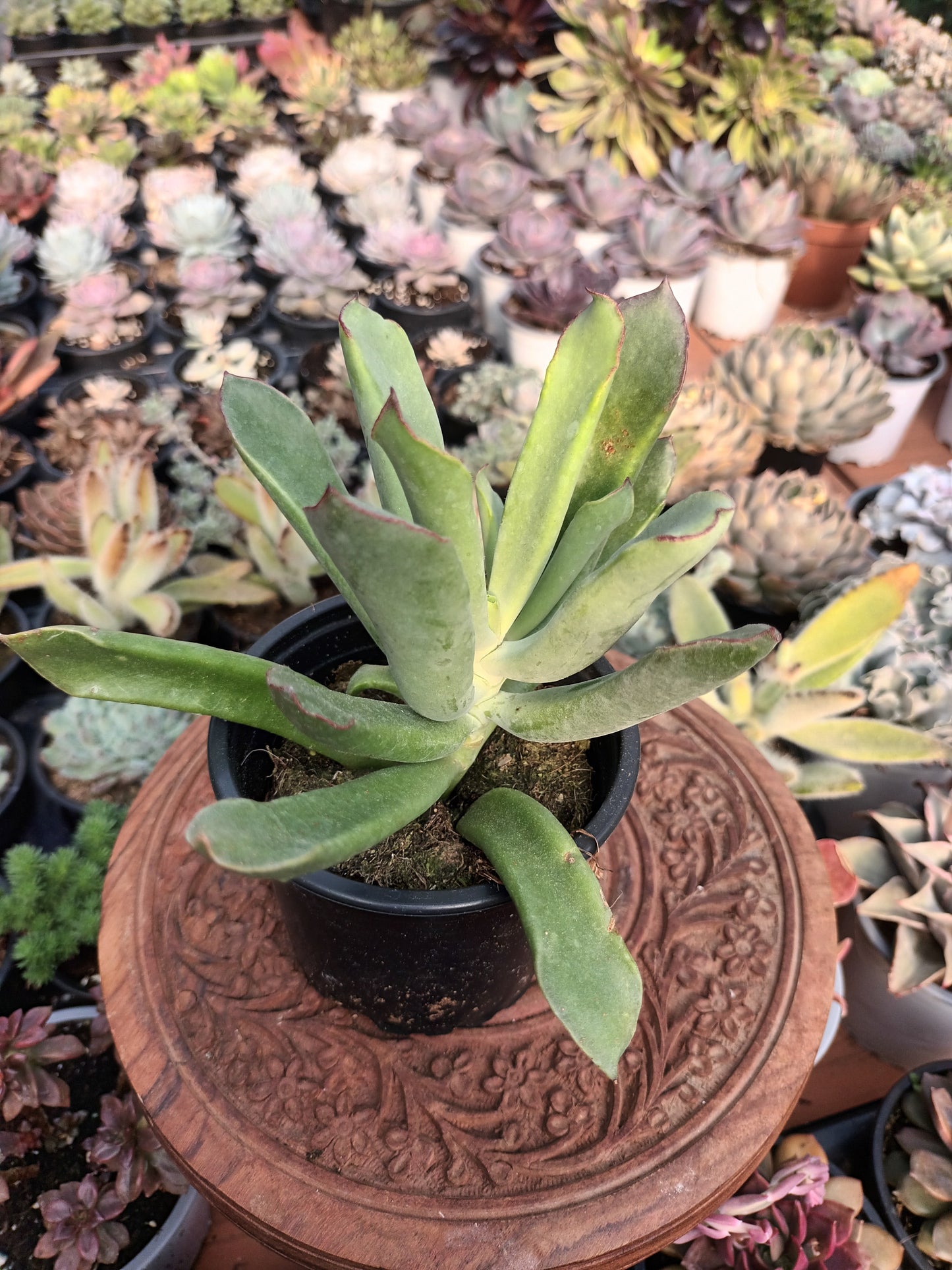 Cotyledon Campanulata