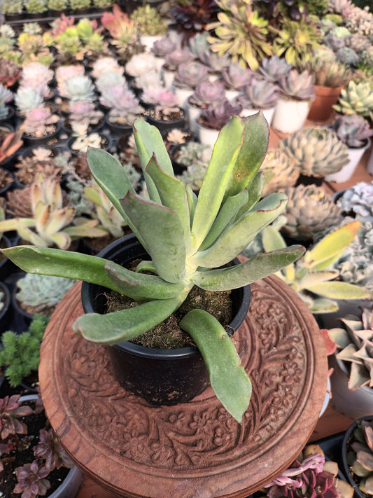 Cotyledon Campanulata