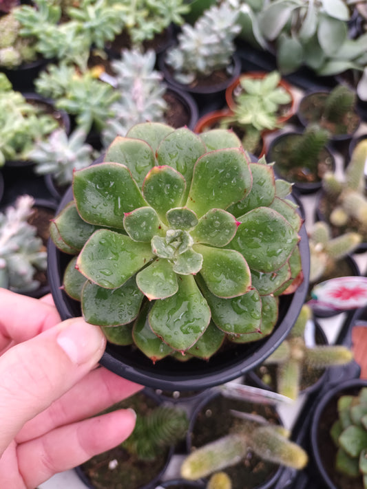 Echeveria Joan Daniels