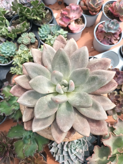 Graptoveria Pink Dona