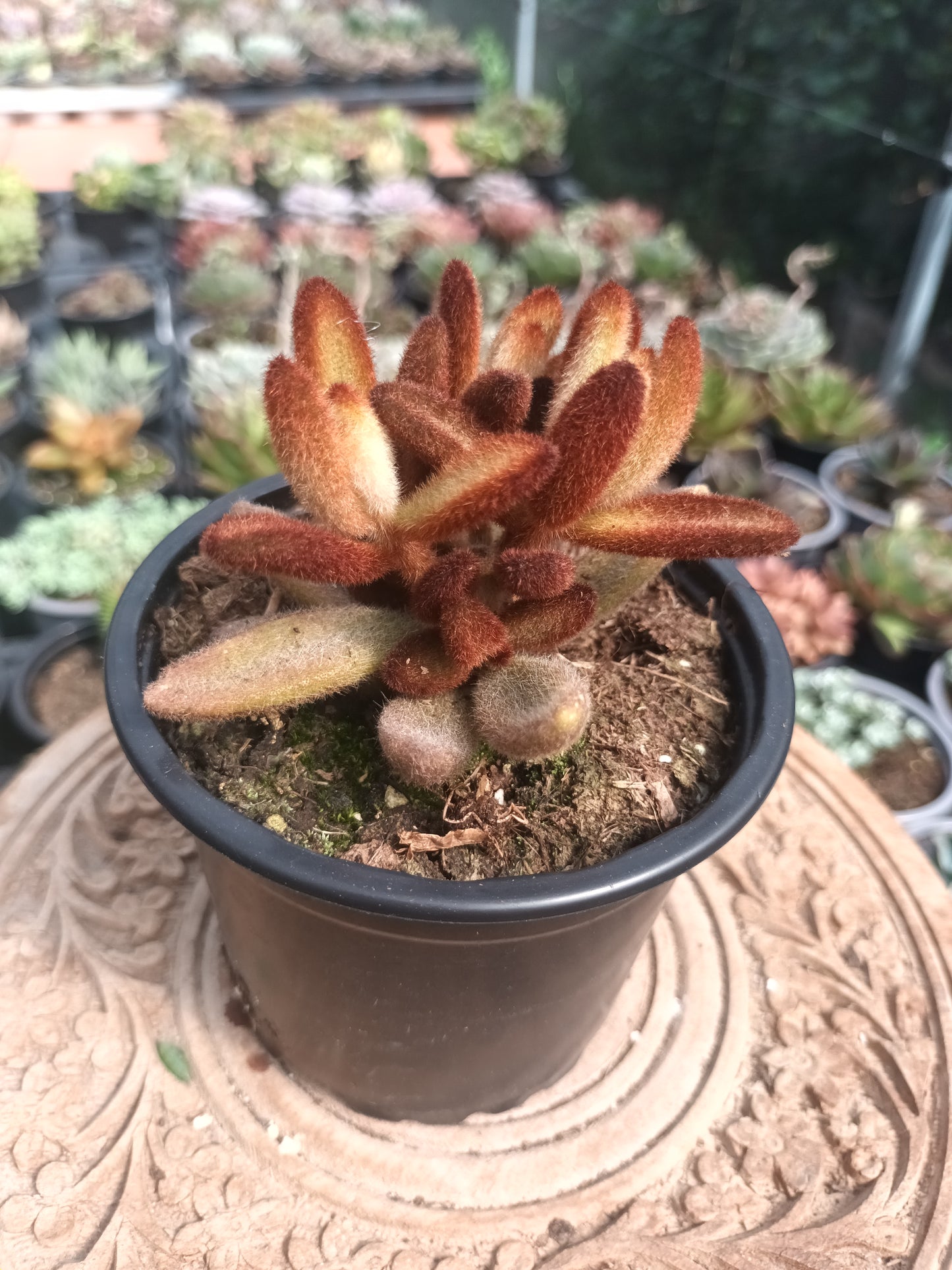 Kalanchoe tomentosa 'Chocolate Soldier'