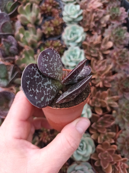 Adromischus maculatus