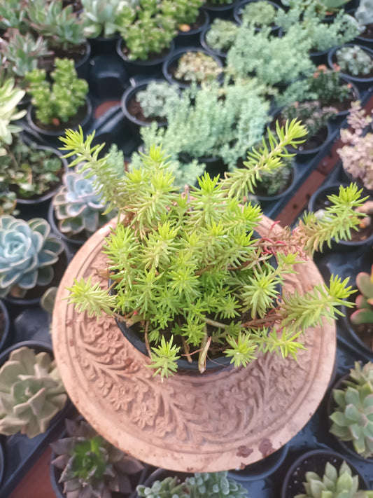 Sedum rupestre 'angelina'