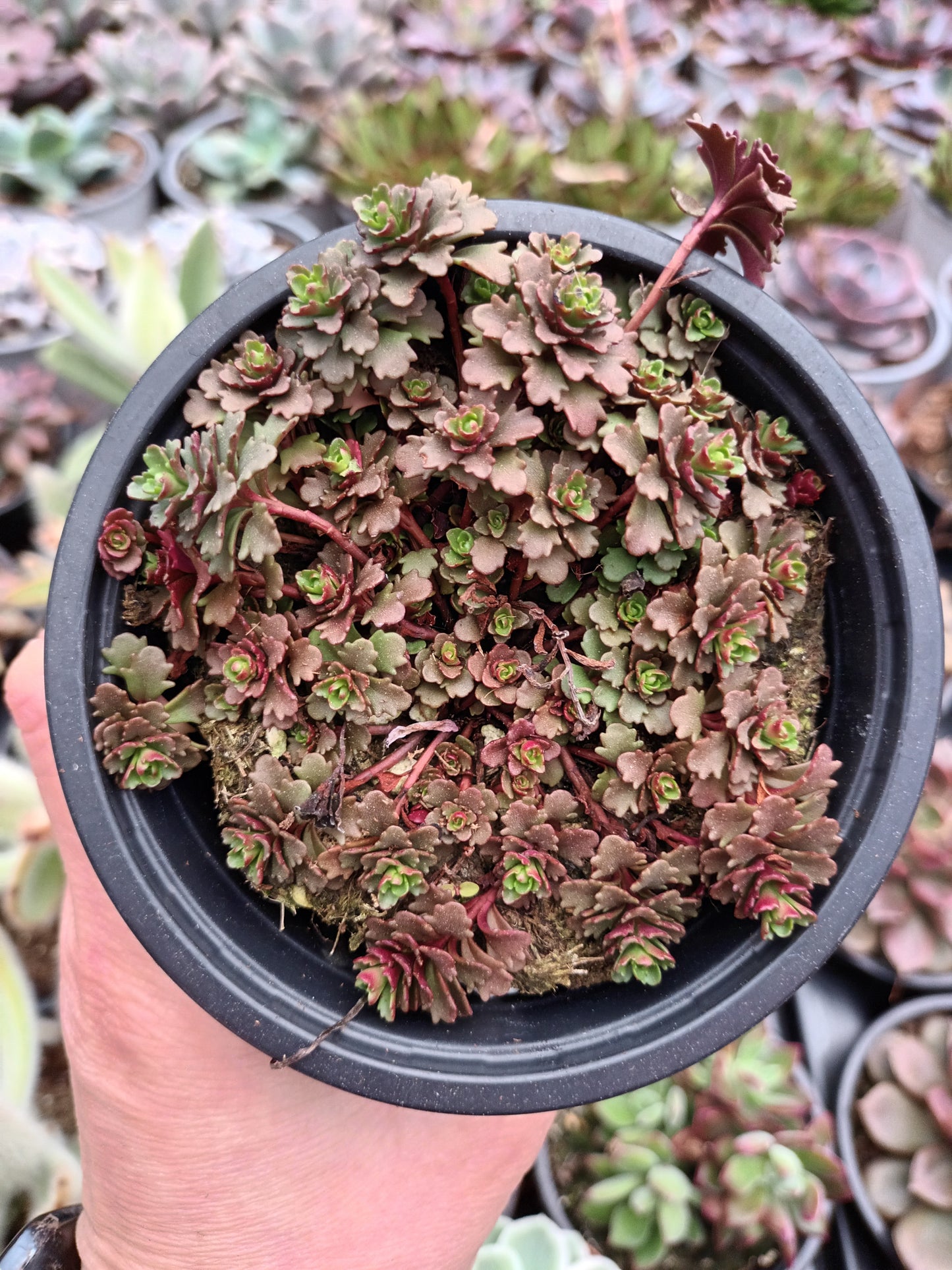 Sedum Floriferum Weihenstephaner Gold