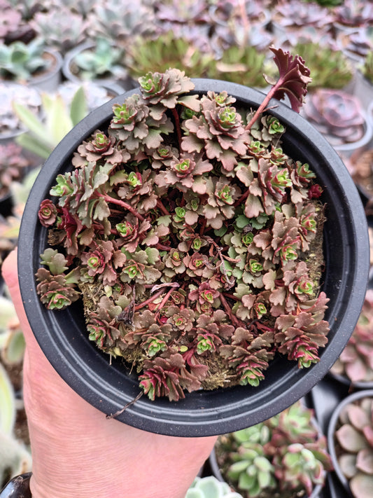 Sedum Floriferum Weihenstephaner Gold