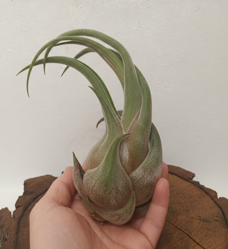 Tillandsia selereiana - M