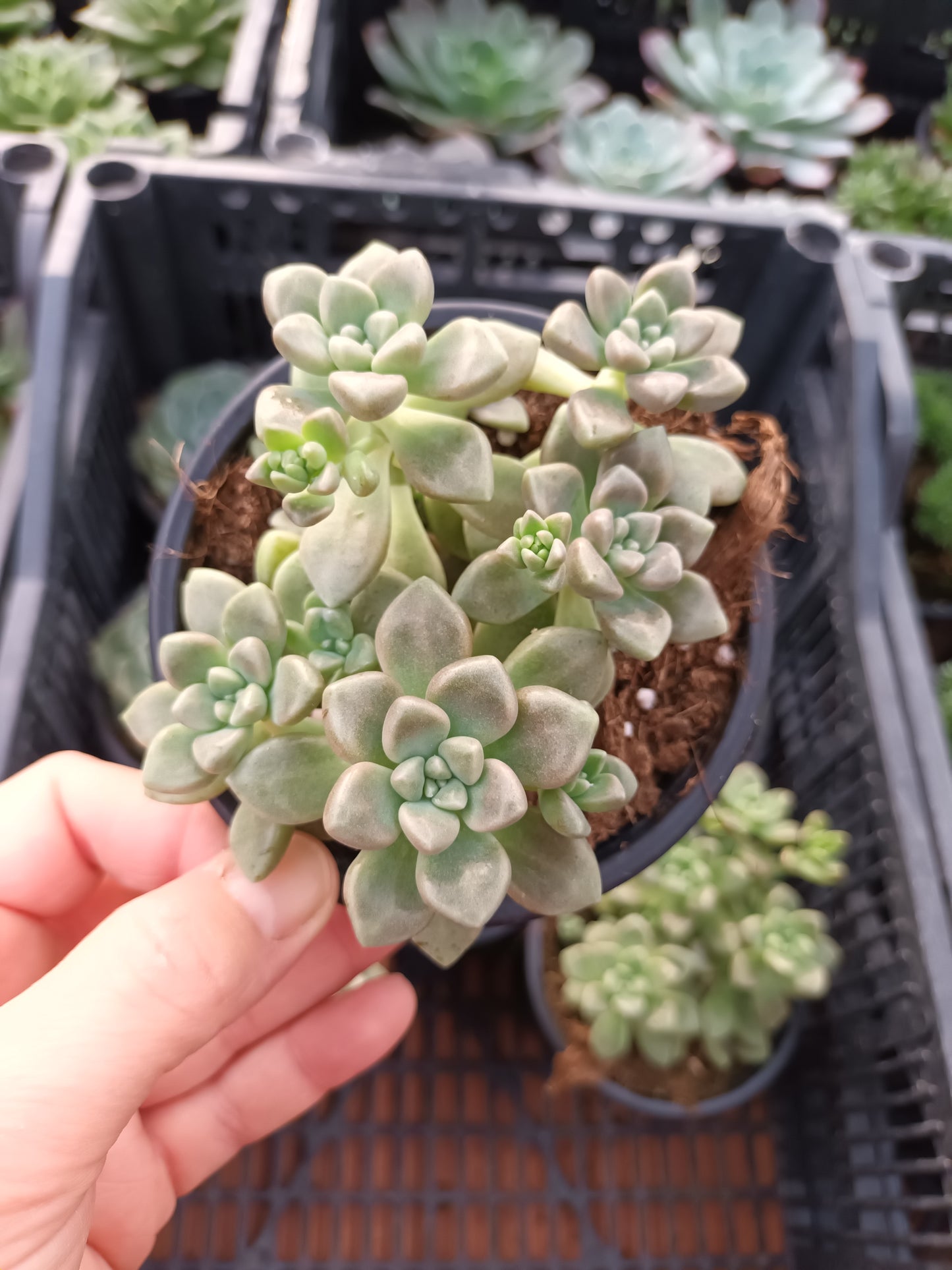 Graptopetalum mendozae