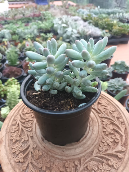 Pachyphytum machucae 'baby finger'