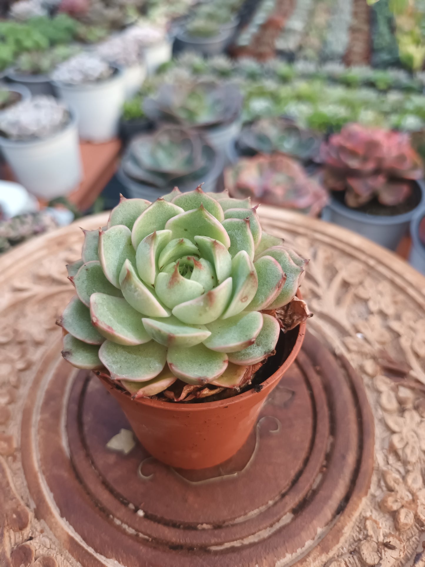 Echeveria Ben Badis