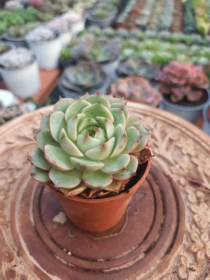 Echeveria Ben Badis