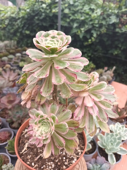 Aeonium rubrolineatum variegata Planta madre