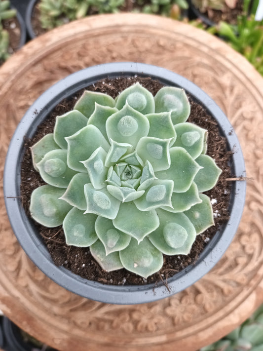 Echeveria hyalina caranculada