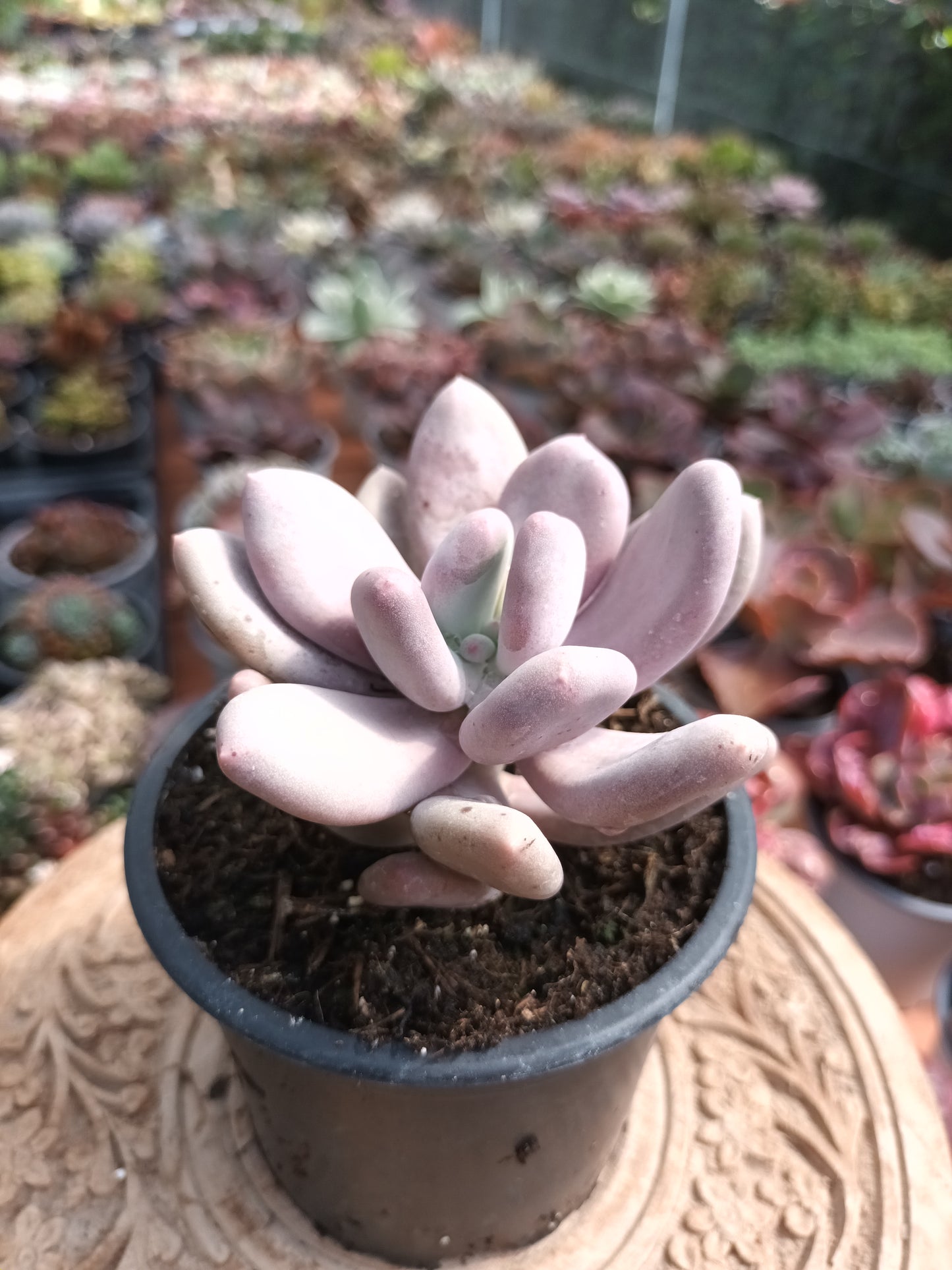 Pachyphytum oviferum