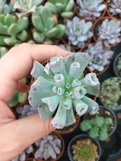 Echeveria Pig Nose