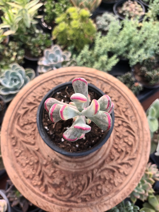 Cotyledon orbiculata var.flanaganii variegata