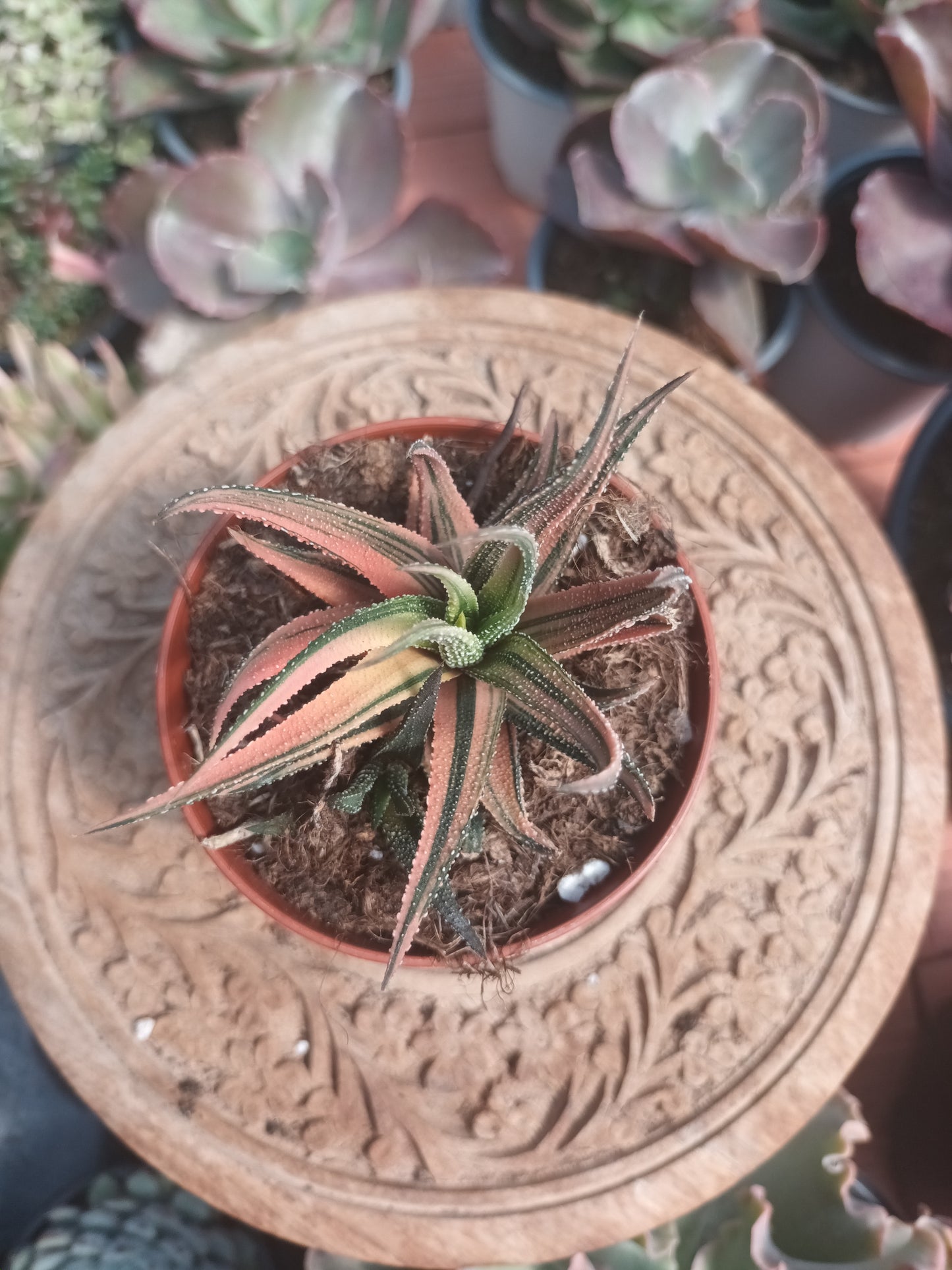 Haworthia attenuata variegata